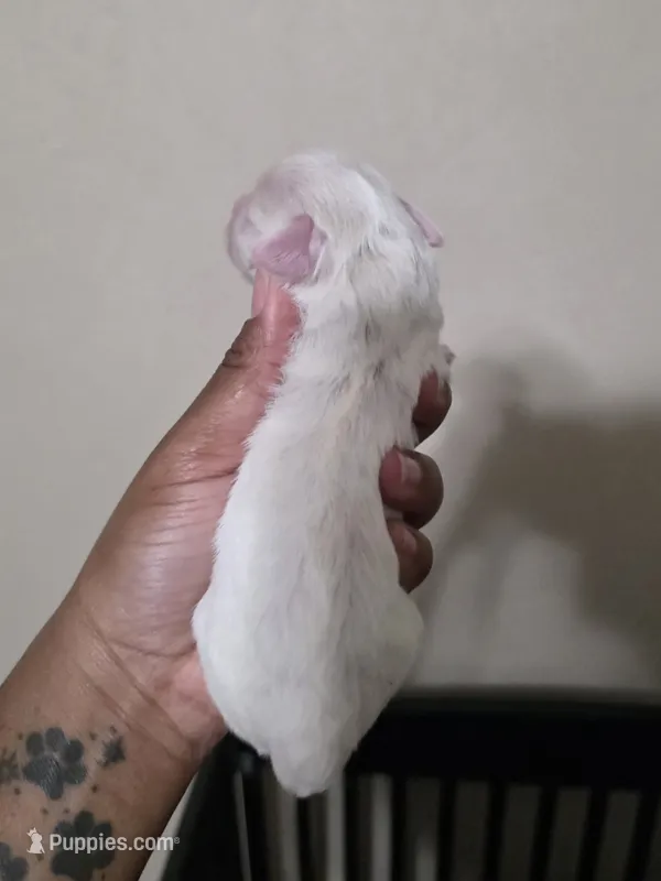 Faline – Miniature Schnauzer puppy for sale in Beaumont, TX