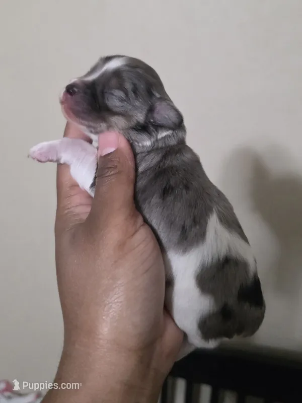 Thumper – Miniature Schnauzer puppy for sale in Beaumont, TX