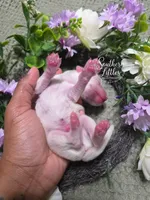 White Male, a male Miniature Schnauzer for sale in Beaumont, TX – 2 of 2