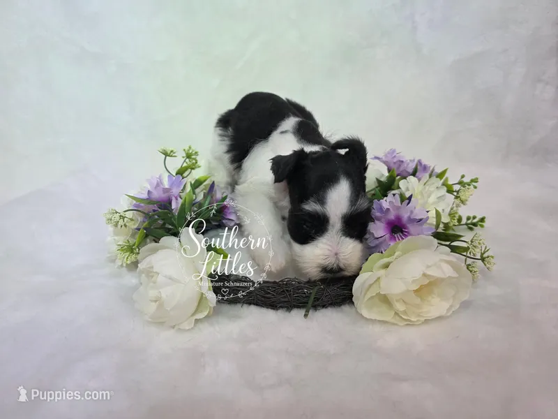 Princess Tiana – Miniature Schnauzer puppy for sale in Beaumont, TX