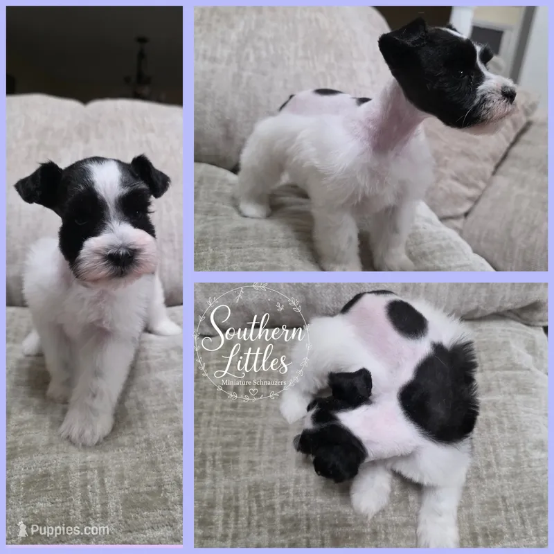 Princess Jasmine – Miniature Schnauzer puppy for sale in Beaumont, TX