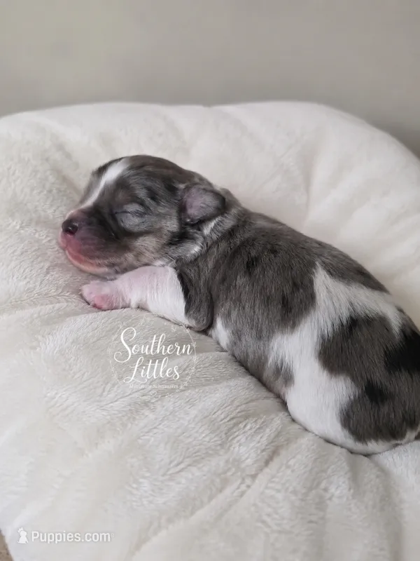 Thumper – Miniature Schnauzer puppy for sale in Beaumont, TX
