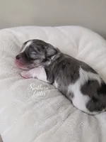 Thumper, a male Miniature Schnauzer for sale in Beaumont, TX – 1 of 1