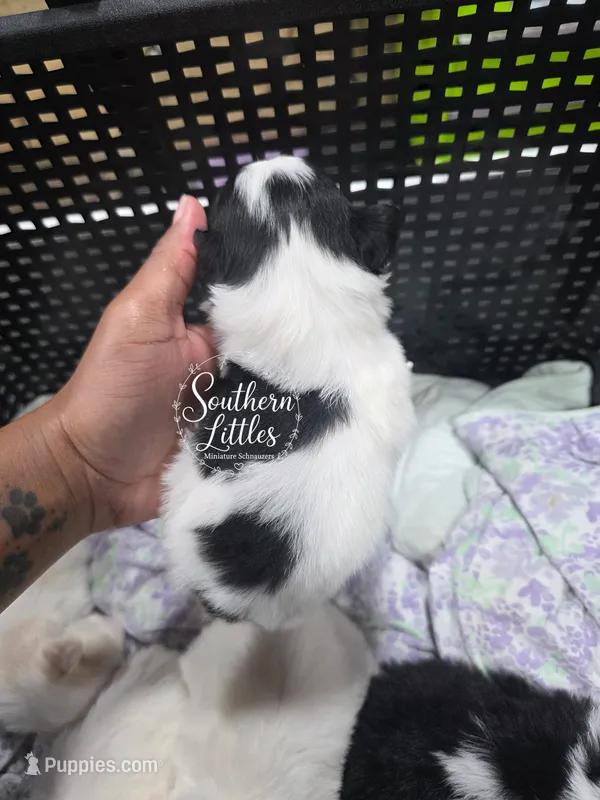 Princess Jasmine – Miniature Schnauzer puppy for sale in Beaumont, TX