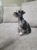 Trouble, a male Miniature Schnauzer for sale in Beaumont, TX – 5 of 5