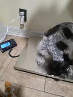Poppy, a female Miniature Schnauzer for sale in Beaumont, TX – 3 of 3