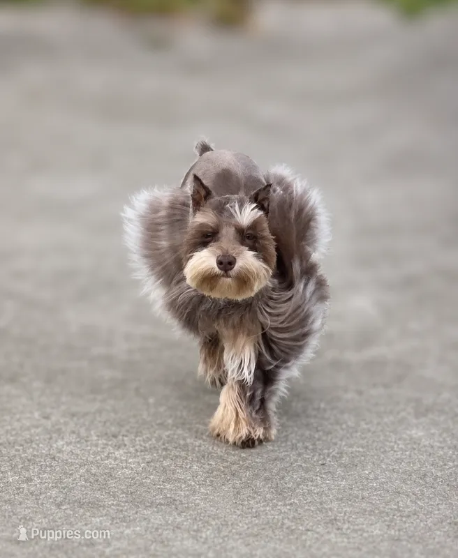 Bubba – Miniature Schnauzer puppy for sale in Beaumont, TX