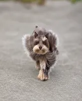 Bubba, a male Miniature Schnauzer for sale in Beaumont, TX – 1 of 1