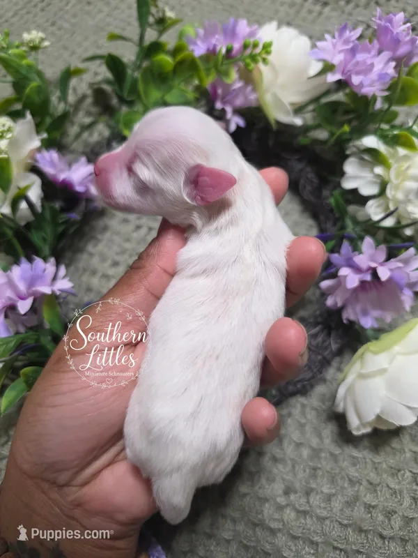 Champagne and white parti girl – Miniature Schnauzer puppy for sale in Beaumont, TX