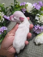 Champagne and white parti girl, a female Miniature Schnauzer for sale in Beaumont, TX – 1 of 3