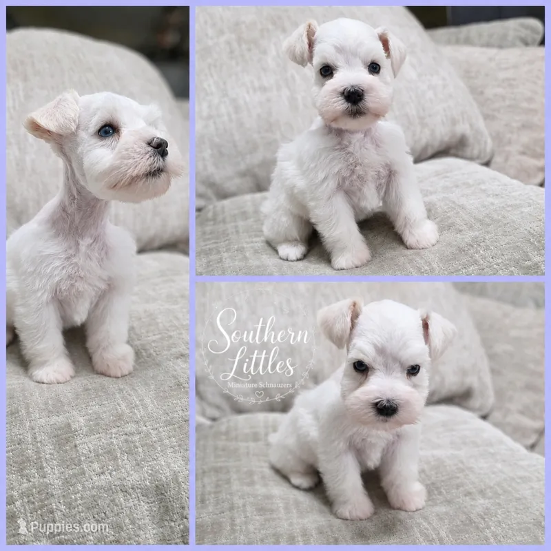 Princess Elsa – Miniature Schnauzer puppy for sale in Beaumont, TX