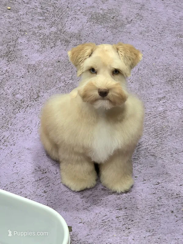 Osiris – Miniature Schnauzer puppy for sale in Beaumont, TX