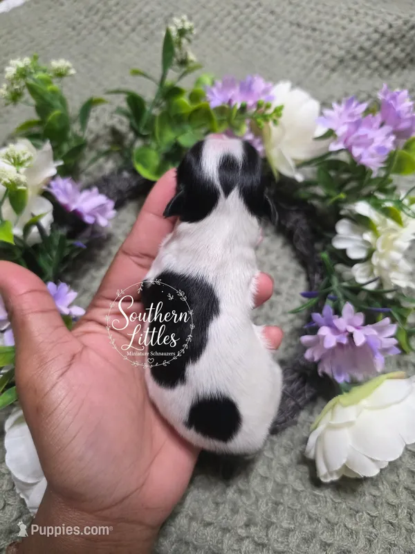 Black and white parti girl – Miniature Schnauzer puppy for sale in Beaumont, TX
