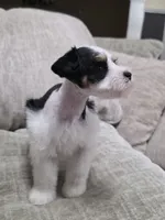 Princess Anna, a female Miniature Schnauzer for sale in Beaumont, TX – 1 of 6