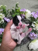 Black and white parti girl, a female Miniature Schnauzer for sale in Beaumont, TX – 2 of 2