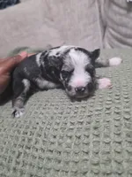 Trouble, a male Miniature Schnauzer for sale in Beaumont, TX – 2 of 2