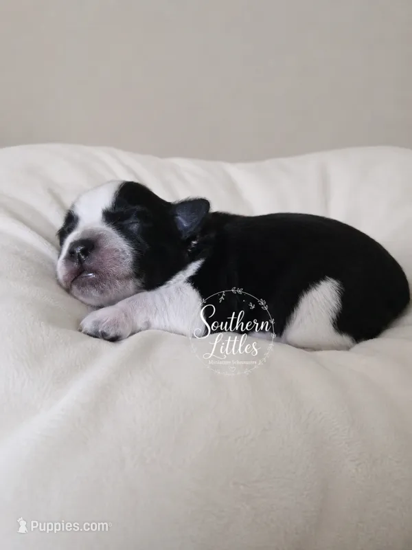 Scoot – Miniature Schnauzer puppy for sale in Beaumont, TX