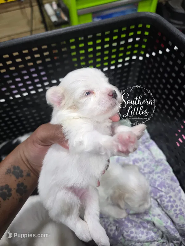 (Runt) Princess Rapunzel – Miniature Schnauzer puppy for sale in Beaumont, TX