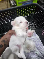 (Runt) Princess Rapunzel, a female Miniature Schnauzer for sale in Beaumont, TX – 1 of 4