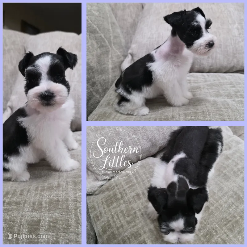 Princess Tiana – Miniature Schnauzer puppy for sale in Beaumont, TX