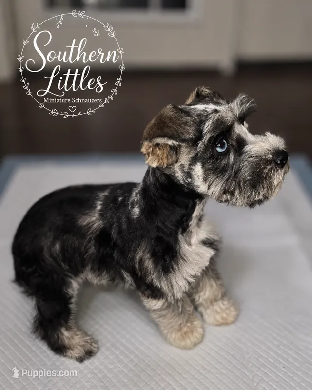 Trouble – Miniature Schnauzer puppy for sale in Beaumont, TX