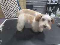 Remi, a female Miniature Schnauzer for sale in Beaumont, TX – 2 of 4