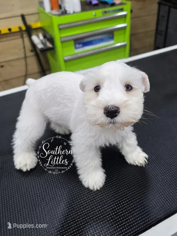 Olaf w/ blue eyes – Miniature Schnauzer puppy on hold in Beaumont, TX