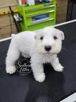 Olaf w/ blue eyes, a male Miniature Schnauzer for sale in Beaumont, TX – 1 of 2