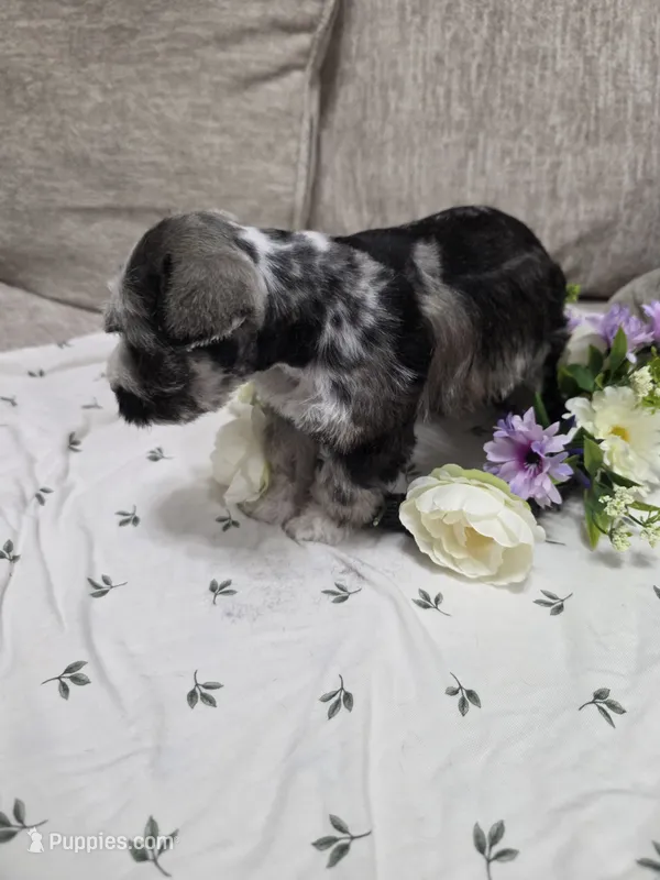 Trouble – Miniature Schnauzer puppy for sale in Beaumont, TX
