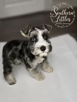 Trouble, a male Miniature Schnauzer for sale in Beaumont, TX – 3 of 5