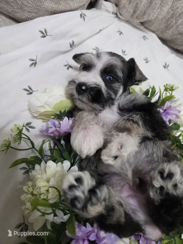 Trouble – Miniature Schnauzer puppy for sale in Beaumont, TX