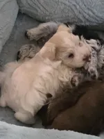 Faline, a female Miniature Schnauzer for sale in Beaumont, TX – 3 of 4