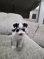 Princess Anna, a female Miniature Schnauzer for sale in Beaumont, TX – 3 of 6
