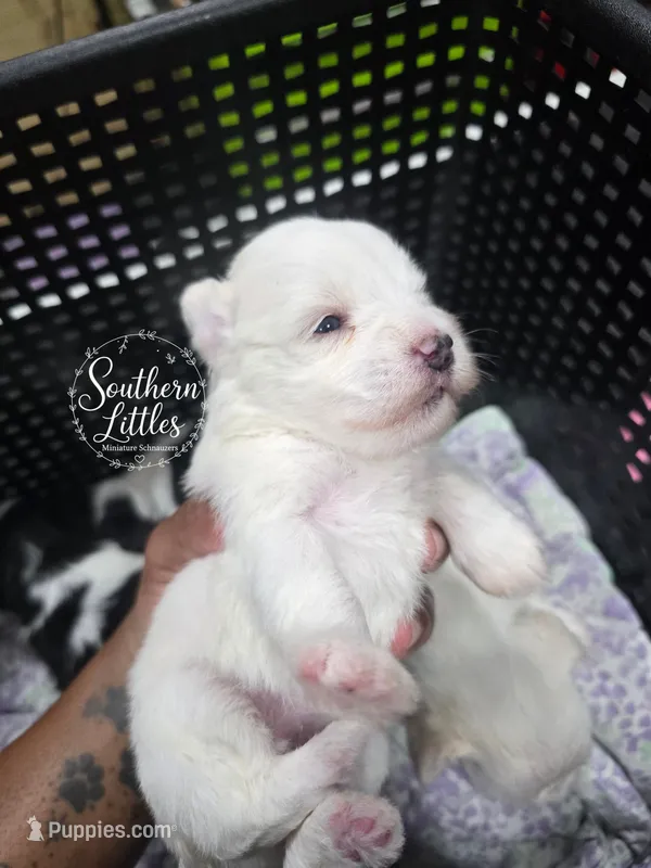 Princess Elsa – Miniature Schnauzer puppy for sale in Beaumont, TX