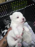 Princess Elsa, a female Miniature Schnauzer for sale in Beaumont, TX – 1 of 2