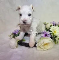 Olaf, a male Miniature Schnauzer for sale in Beaumont, TX – 3 of 3