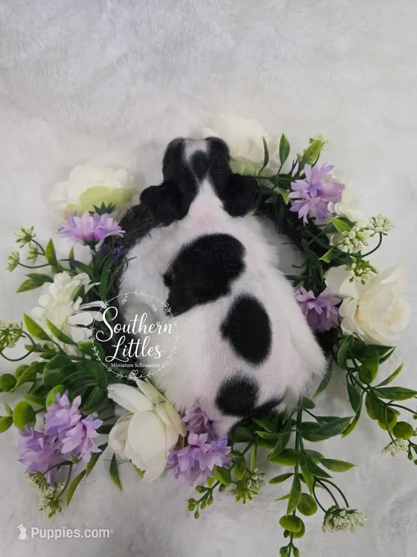 Princess Jasmine – Miniature Schnauzer puppy for sale in Beaumont, TX
