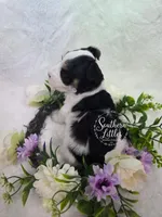 Princess Merida, a female Miniature Schnauzer for sale in Beaumont, TX – 3 of 3