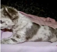 Lily, a female Chihuahua for sale in Brentwood, TN – 1 of 2