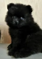 Rex, a male Pomeranian for sale in Brentwood, TN – 1 of 2