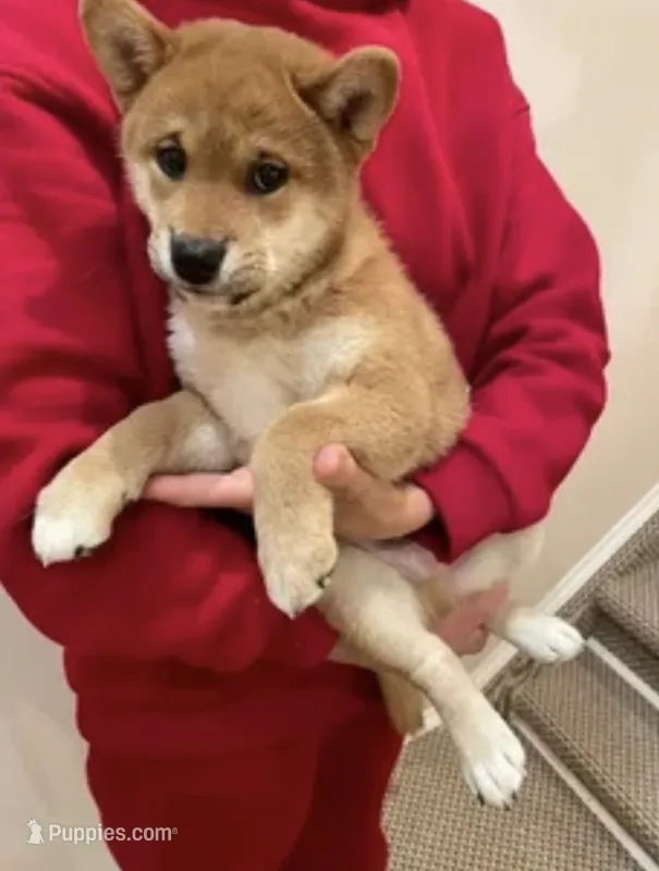 Lola – Shiba Inu puppy for sale in Brentwood, TN
