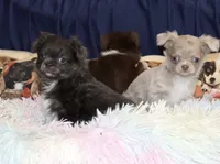 Lily, a female Chihuahua for sale in Brentwood, TN – 2 of 2