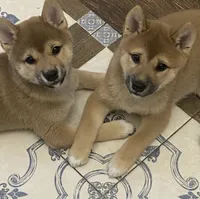 Lola, a female Shiba Inu for sale in Brentwood, TN – 2 of 2