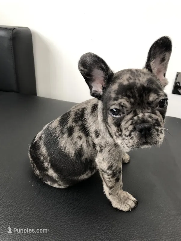 Mila – French Bulldog puppy for sale in Brentwood, TN