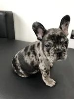 Mila, a female French Bulldog for sale in Brentwood, TN – 1 of 2