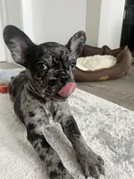 Mila, a female French Bulldog for sale in Brentwood, TN – 2 of 2