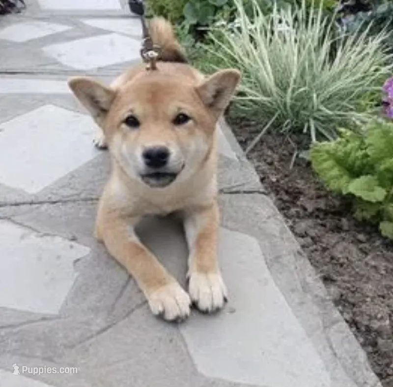 Tina – Shiba Inu puppy for sale in Brentwood, TN
