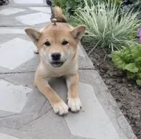 Tina, a female Shiba Inu for sale in Brentwood, TN – 1 of 1