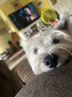 Graham , a male West Highland White Terrier for sale in Nokomis, FL – 8 of 8