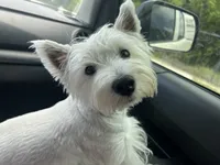 Dora, a female West Highland White Terrier for sale in Nokomis, FL – 8 of 8